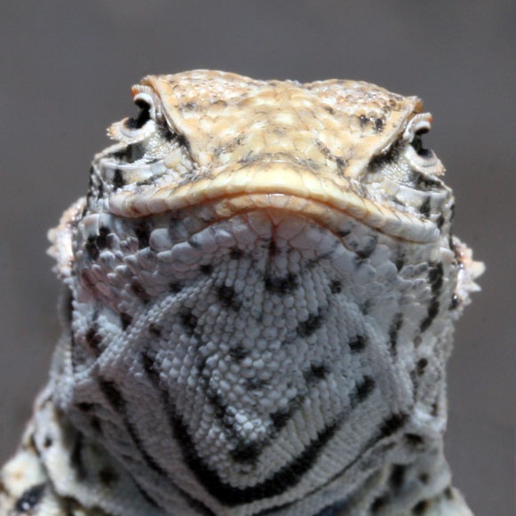Uma